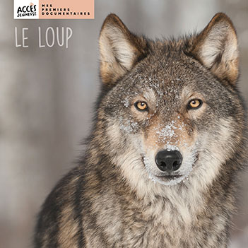 Couverture du livre photo Le loup de la collection Mes premiers documentaires d'ACCÈS Jeunesse illustrée par une photo de loup.